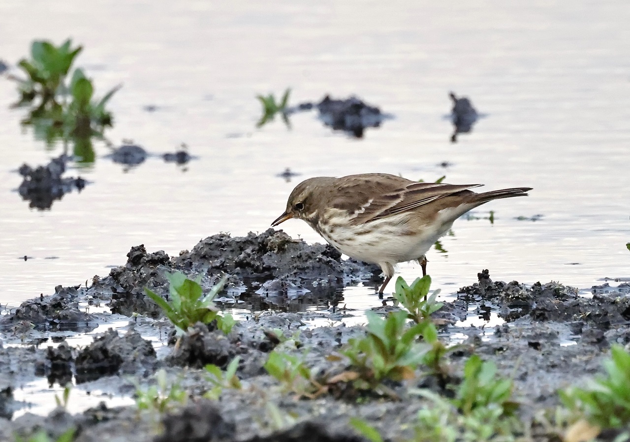 Three years of low precipitation and a resulting lack of sha - Bild 2